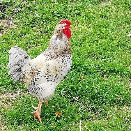 Casa Da Encosta Holiday home Chaves