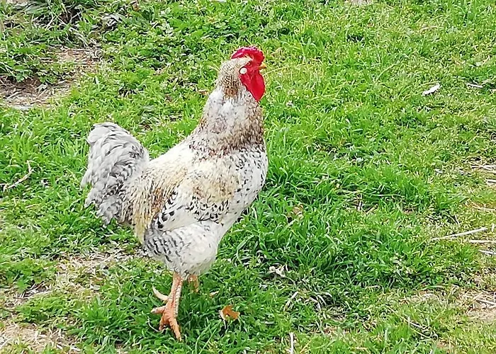 Casa Da Encosta Casa vacanze Chaves